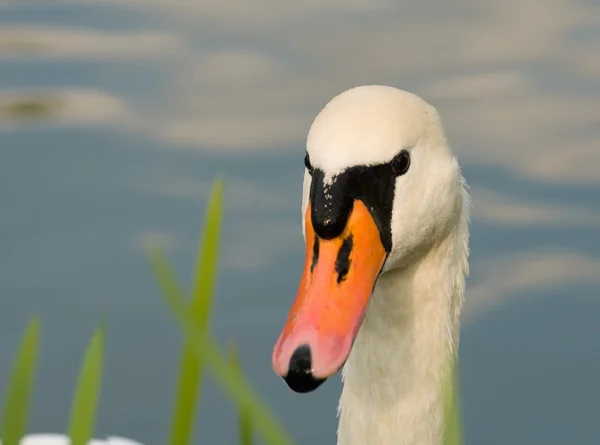 Łabędź - cygnus olor — Zdjęcie stockowe