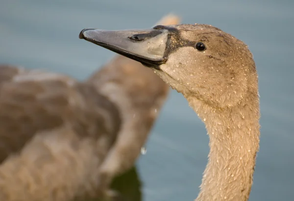 Schwan - Cygnus olor — Stockfoto