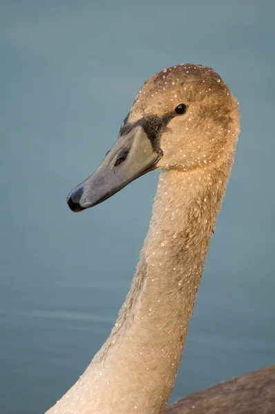 Swan - Cygnus olor — Stockfoto