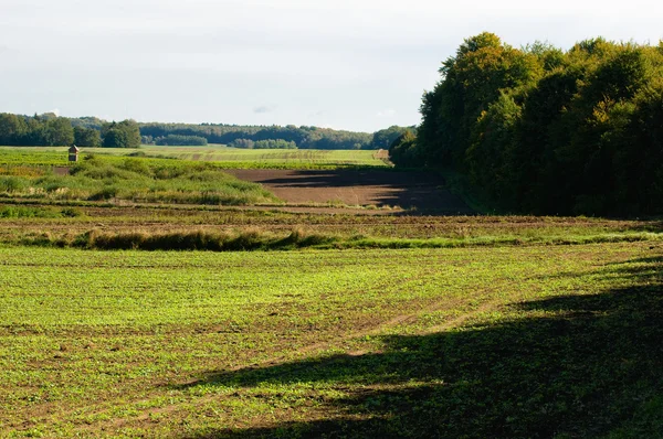 Feld und Baum — Stockfoto