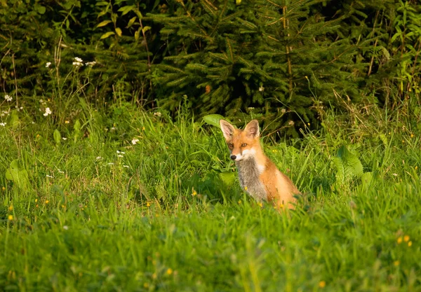 Fox, red fox - Vulpes vulpes — Stockfoto