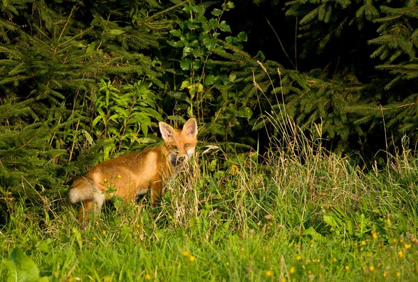 fox, Kızıl Tilki - vulpes vulpes