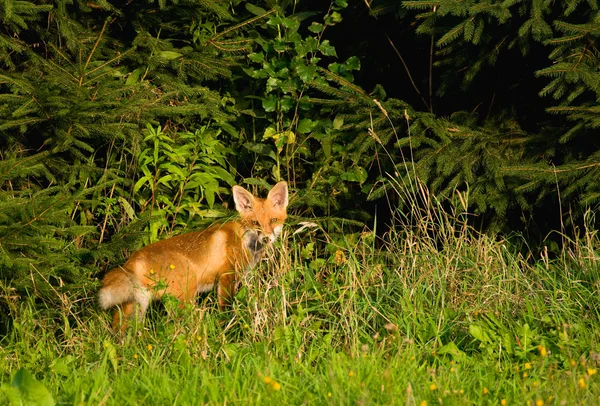 Fox, Kızıl Tilki - vulpes vulpes — Stok fotoğraf