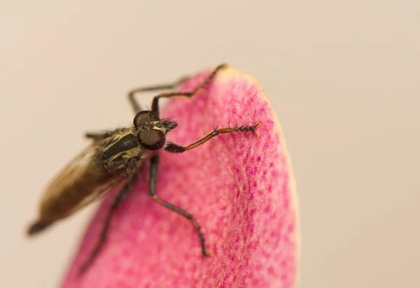 Leberkäfer — Stockfoto