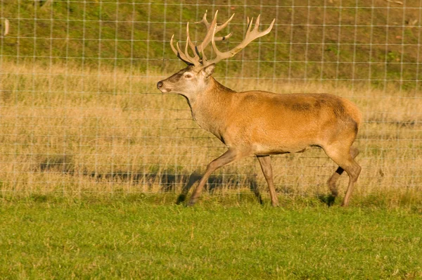 Cervus elaphus — Φωτογραφία Αρχείου