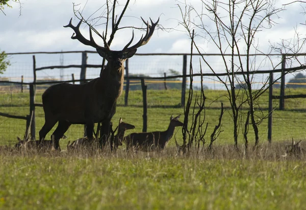 Cervus elaphus — Stockfoto