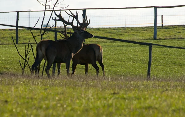 Cervus elaphus — Fotografia de Stock