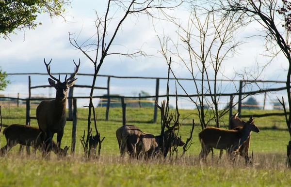 Cervus elaphus — стоковое фото