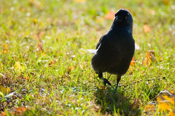 Corvus monedula — Fotografia de Stock