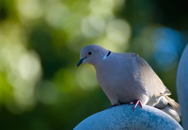 Streptopelia decaocto — Foto de Stock