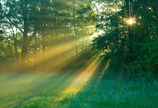 El sol de la mañana — Foto de Stock