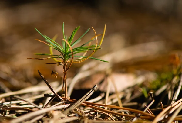 Seedling pine — Stock Photo, Image