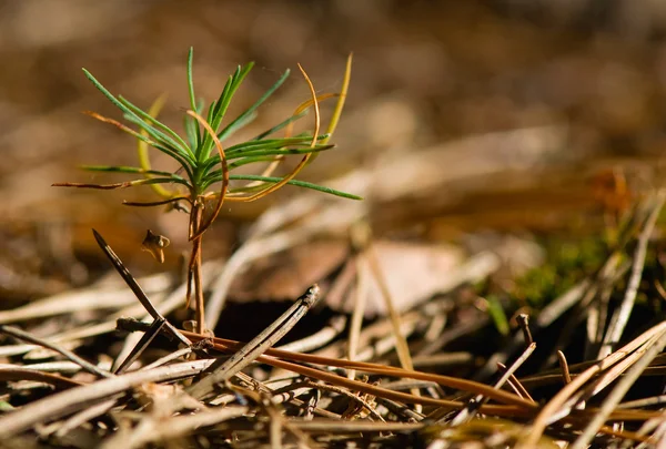 Seedling pine — Stock Photo, Image