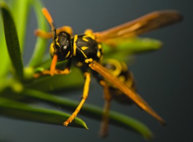 Wasp böcek