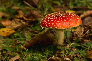 Uç Amanita Muscaria.