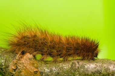 Phragmatobia fuliginosa