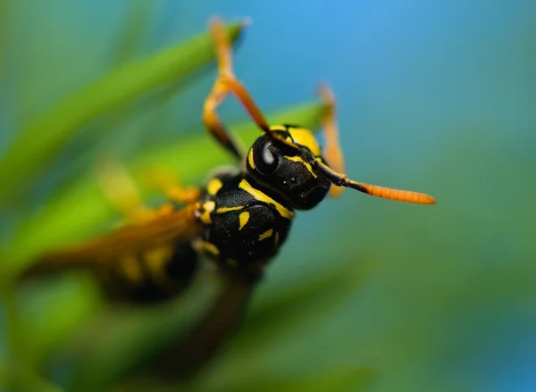 Осиное насекомое — стоковое фото