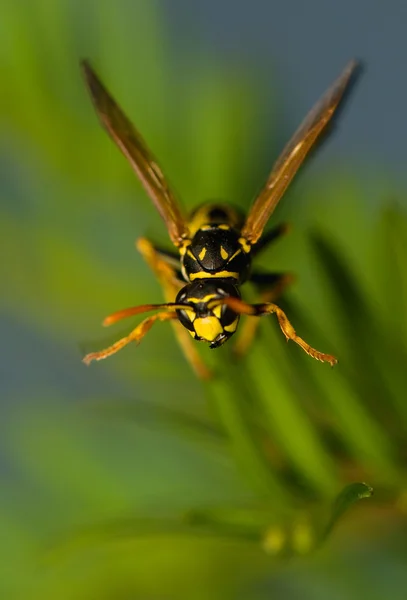 Wasp böcek — Stok fotoğraf