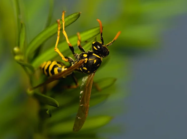 Insecto avispa — Foto de Stock