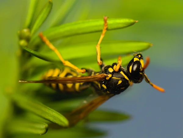 Inseto de vespa — Fotografia de Stock