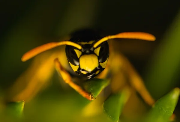 Insecte de la guêpe — Photo