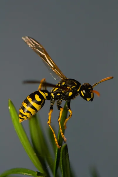 Wasp böcek — Stok fotoğraf