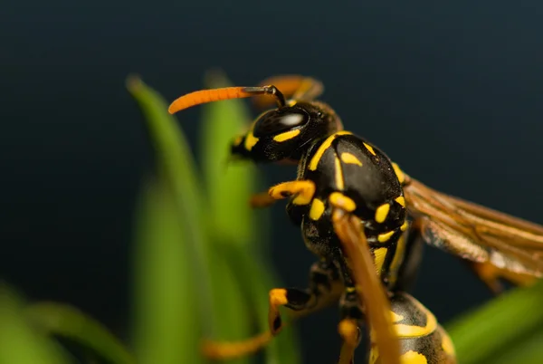 Wasp böcek — Stok fotoğraf