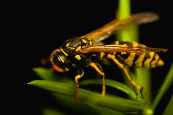 Wasp Insect — Stockfoto