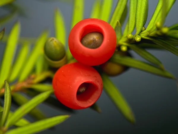 Yew - porsuk (bitki) baacata — Stok fotoğraf