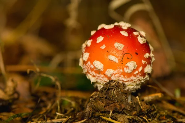 Fly agaric, Amanita muscaria — Stock Photo, Image