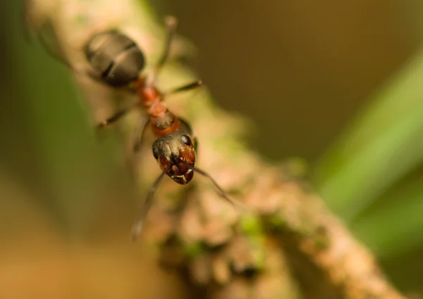 Ant - formica — Stockfoto