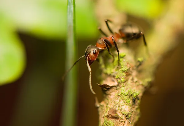 Ant - formica — Stockfoto