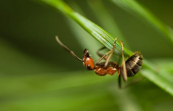 Ant - formica — Stockfoto