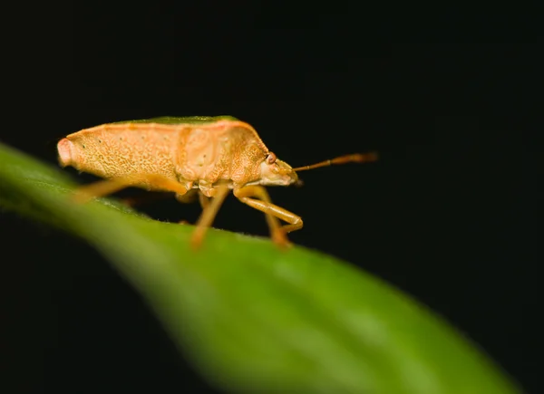 Palomena prasina — Stock Photo, Image