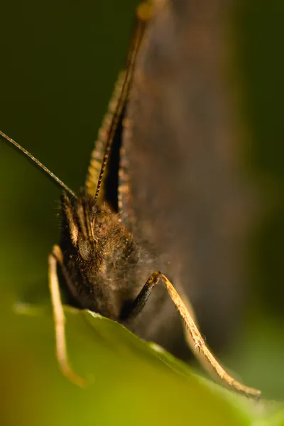 Inachis io — Fotografia de Stock