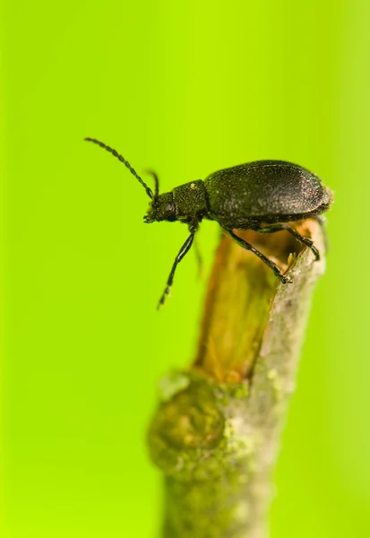 Beetle — Stock Photo, Image