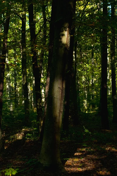 Floresta de carvalho do Outono — Fotografia de Stock