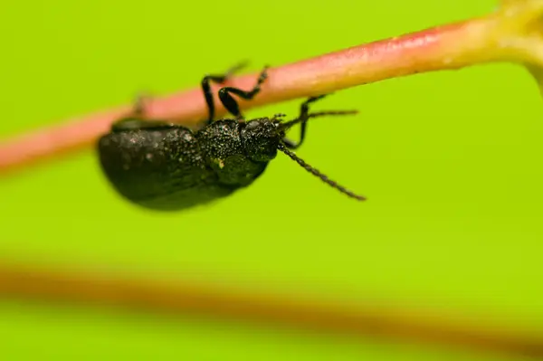 Beetle — Stock Photo, Image