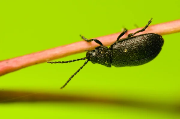 Beetle — Stock Photo, Image