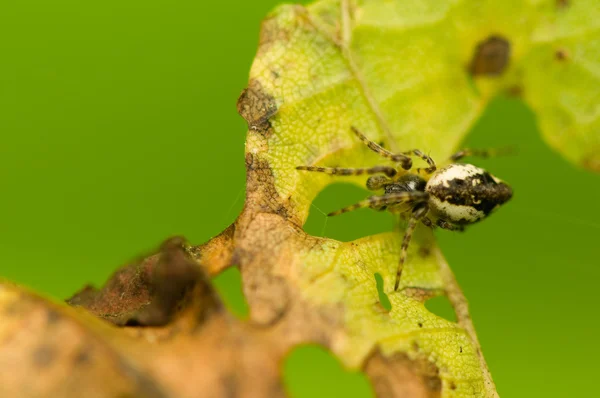 Aranha — Fotografia de Stock