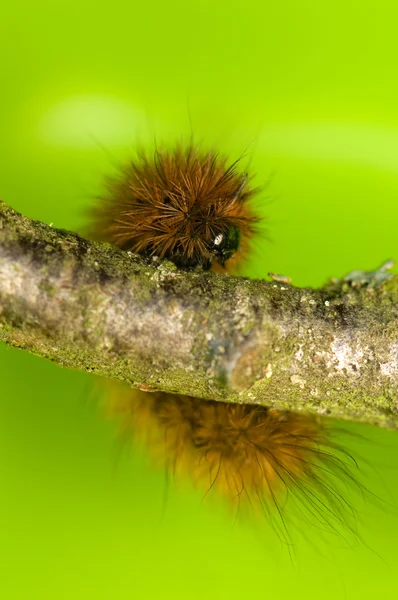 Phragmatobia fuliginosa — Stock fotografie