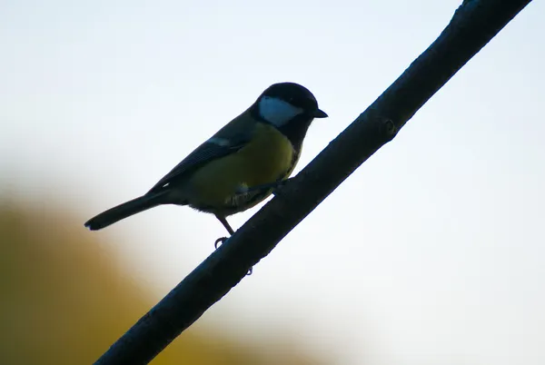 Parus major. — Fotografia de Stock