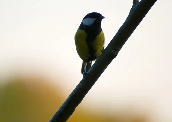 Parus major — Stock Photo, Image