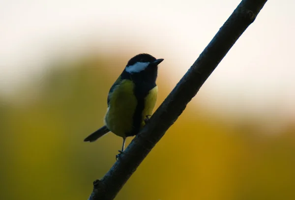 Parus major — Stockfoto