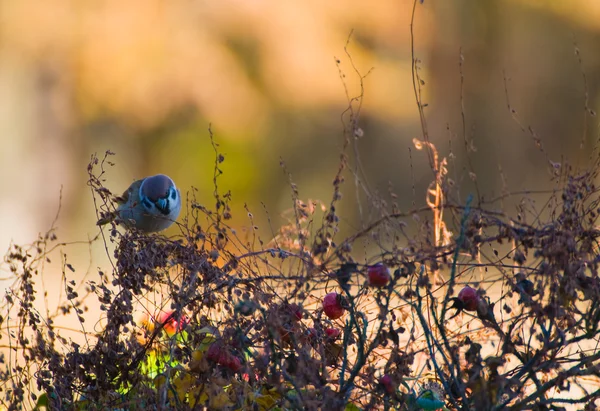 Sperling — Stockfoto