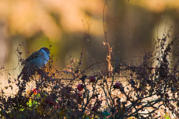 Sparrow — Stock Photo, Image