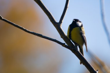 Parus büyük