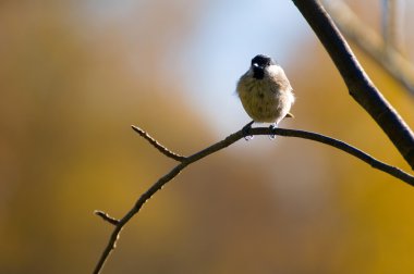 siyah, siyah-meme, sıradan siyah, siyah yüz tit - poecile montanus