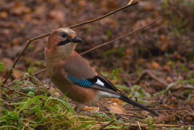 ortak jay, jay - garrulus glandarius