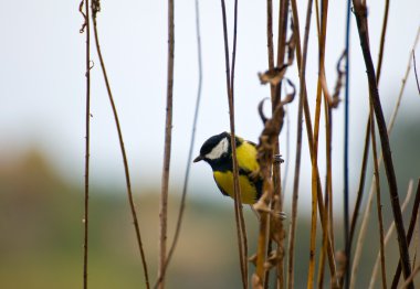Parus büyük